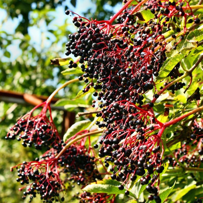 2 Black Elderberry Plants Live, Cold Hardy Berry Bush, 6-12 Inch Tall - Image 5