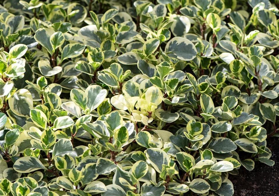 Variety of Peperomia Live Plant for Houseplant Tropical Shurb 4" Pot (Variegated Peperomia Plant) - Image 2