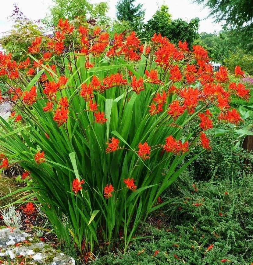 Votaniki Spectacular Lucifer Crocosmia Lily Bulbs - Perennial Sword Lily, Long Lasting Beauty | Easy to Grow Lily Bulbs for Planting (30 Pack) - Image 3