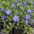 Set 12 Blue Vinca Minor Plants Live Hardy Perennial Vinca Vine 4-6" Longs by Unknown