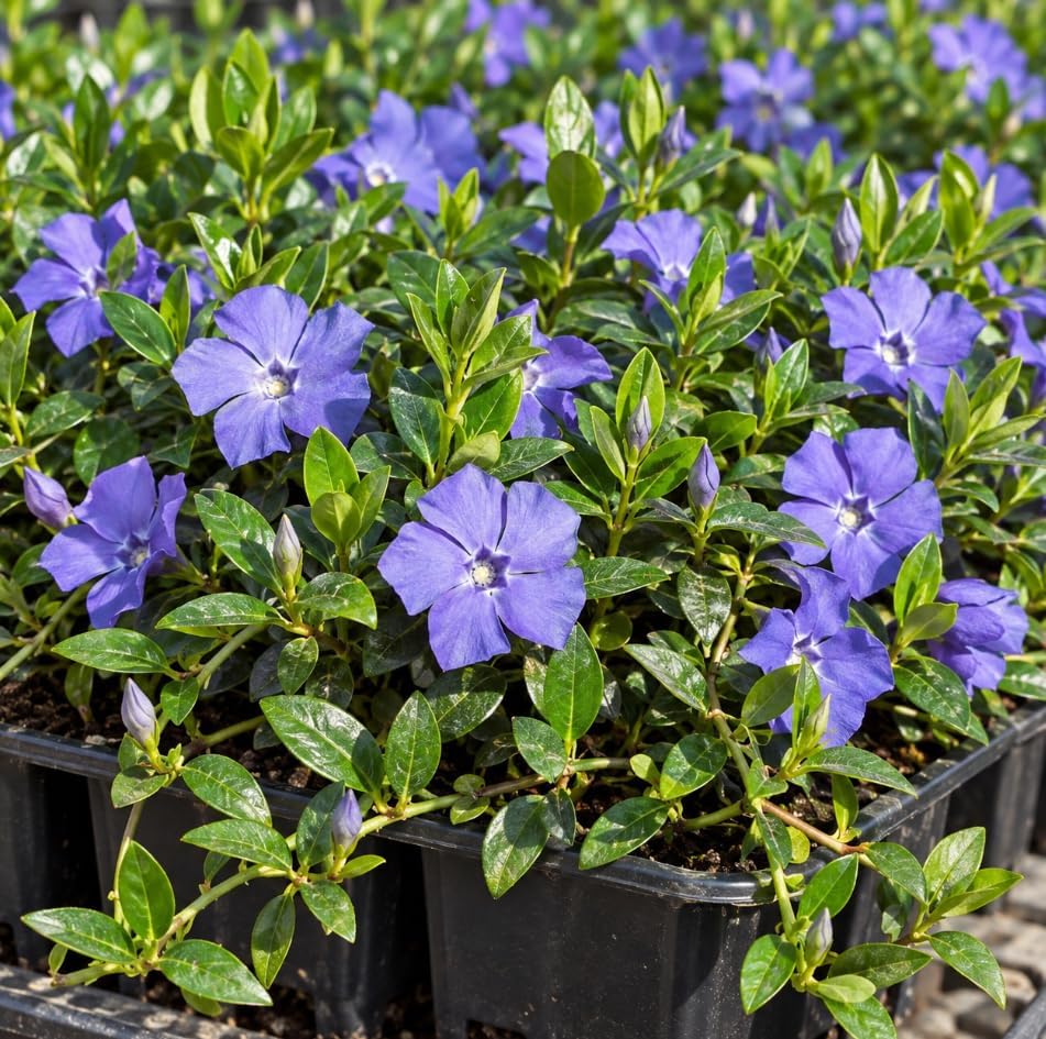 Set 12 Blue Vinca Minor Plants Live Hardy Perennial Vinca Vine 4-6" Longs by Unknown