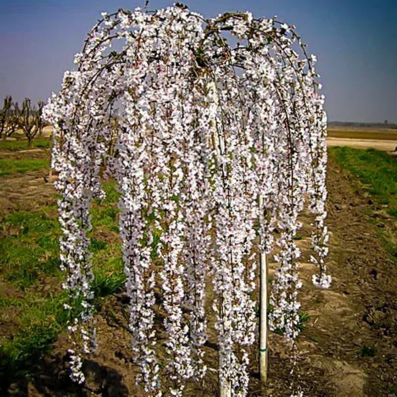 Weeping Cherry Blossom Tree Live Plant, 2.5 Inch Pot by Unknown