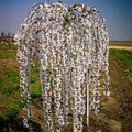 Weeping Cherry Blossom Tree Live Plant, 2.5 Inch Pot by Unknown