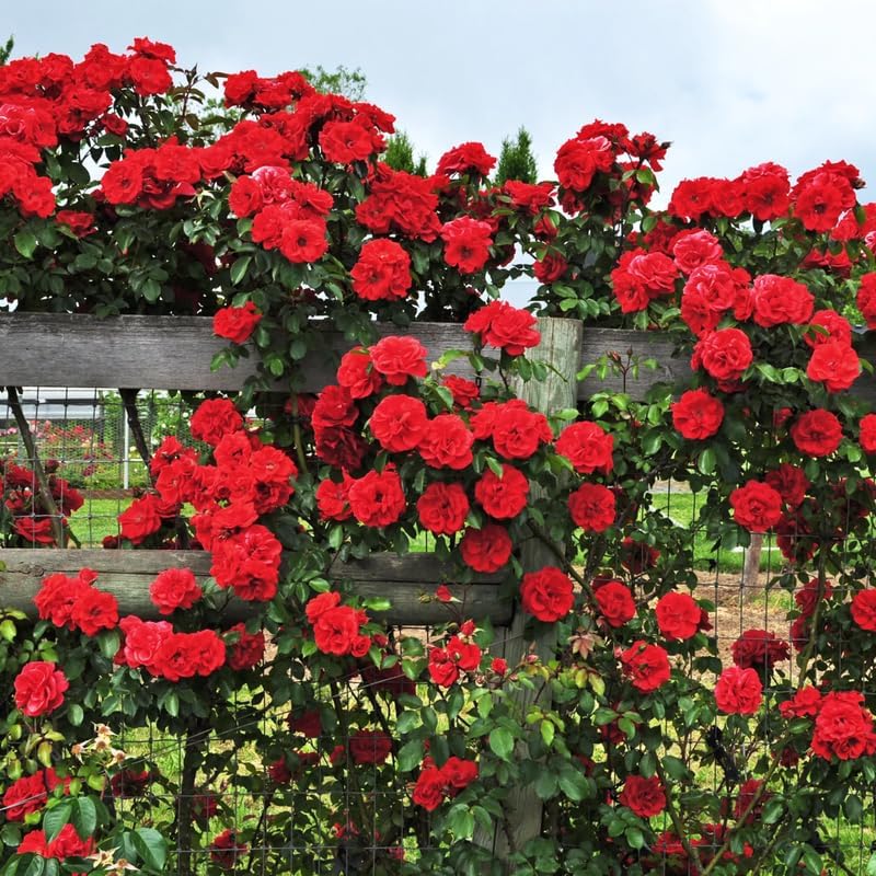 Don Juan Red Climbing Roses Live Plants, Fragrant Starter 5-9" Tall - Image 4