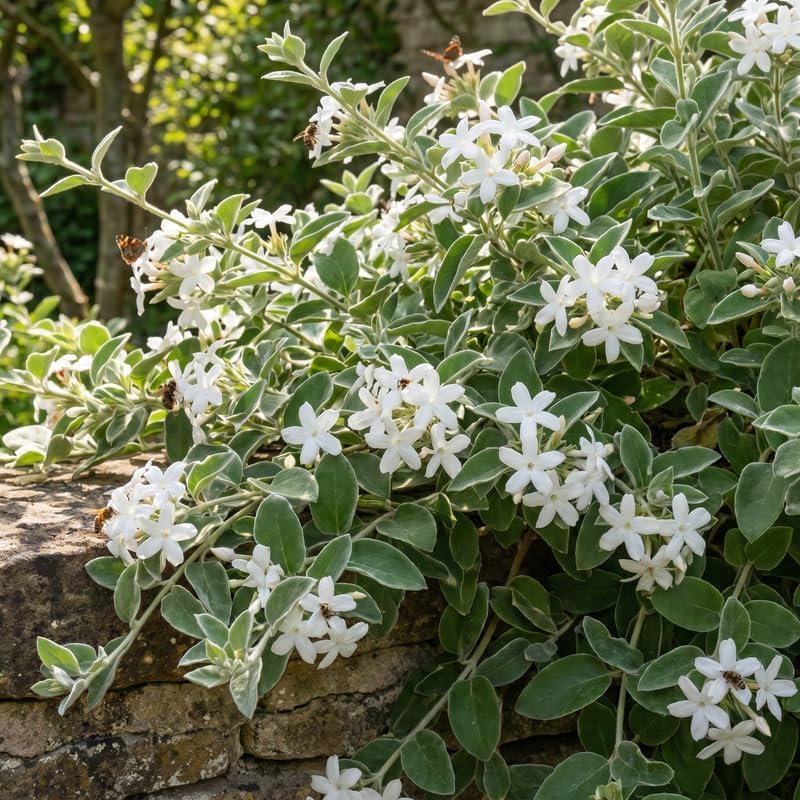 Climbing Star Jasmine Vine Live Plant, Patio Container Flower, 4-7 Inches - Image 2