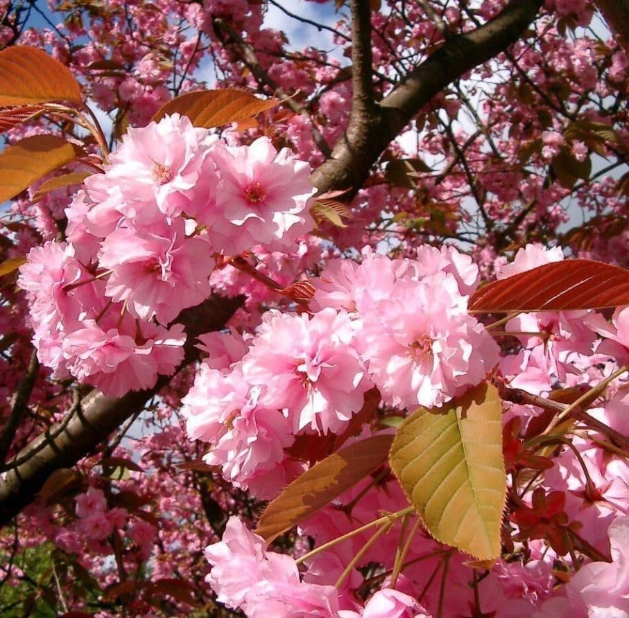 Kwanzan Flowering Cherry Trees Live Plant Cherry Blossom Tree, Ornamental Tree Double Pink Blooms, 6-12" Tall in Small Pot - Image 5