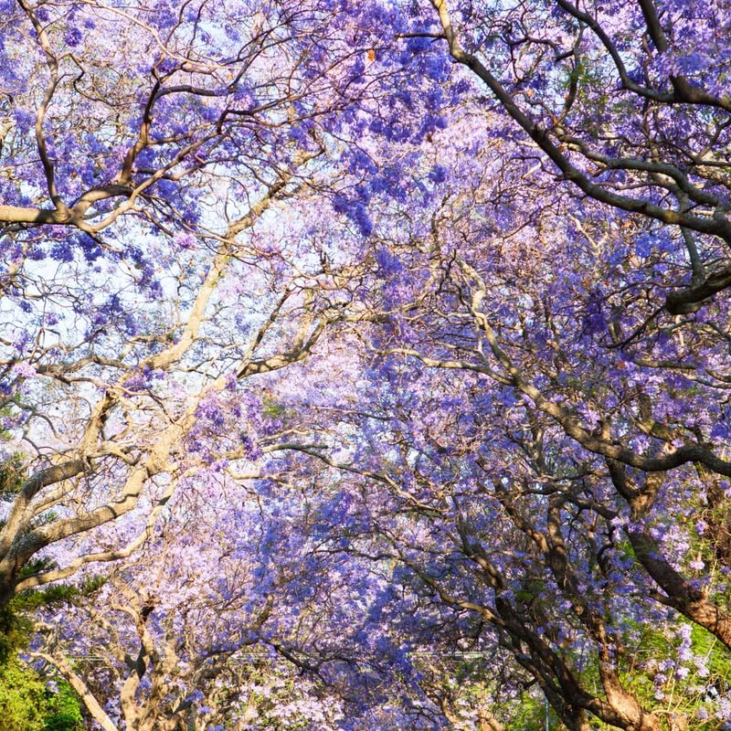 Purple Jacaranda Tree Plant Live, Ornamental Landscape Tree, 4-6 Inch Tall - Image 3