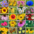 Park Seed Perennial Wildflower Garden Seeds - Midwest Regional Mix, 10 lbs by ParkSeed