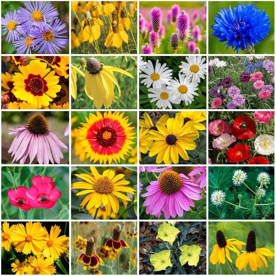 Park Seed Grow Your Own Vibrant Annual and Perennial Wildflower Garden Seeds Mixture, Easy to Grow Varieties for Pollinators and Spring Gardens - Midwest Regional Mix, 1/4 lb by ParkSeed