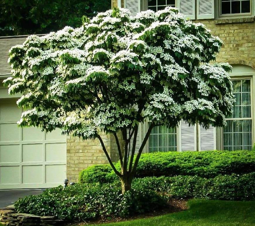 Kousa Dogwood Tree - 10-16" Tall Live Plant - Quart Pot by Unknown