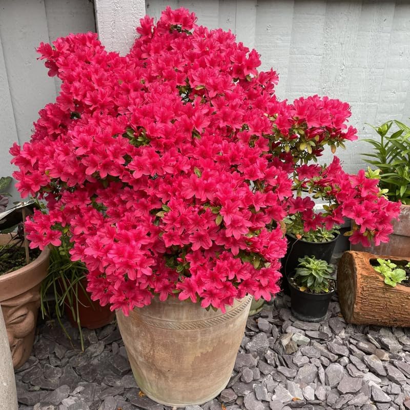 Red Azalea Plant in 4" Pot, 8-10" Tall, Azalea Bush Rhododendron - Image 3