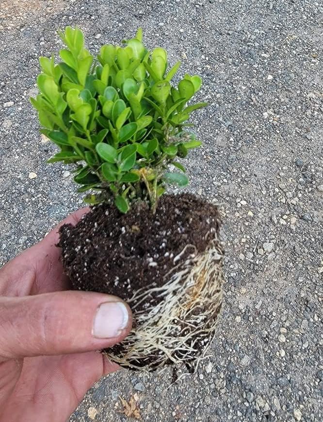 True Dwarf English Boxwood (Buxus) - Starter Plant (7m) (1 Live Plant) by New+Life+Nursery+%26+Garden