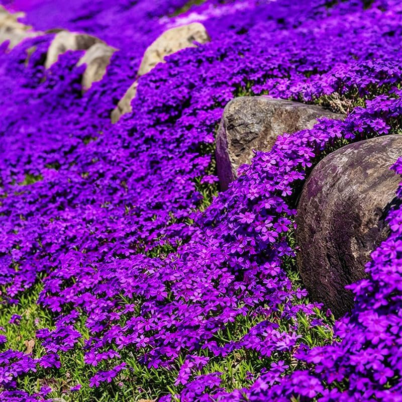 18000+ Magic Creeping Thyme Seeds for Planting - Ground Cover Plants Heirloom, Perennial Thyme Non-GMO Thymus Serpyllum Seed - Image 6
