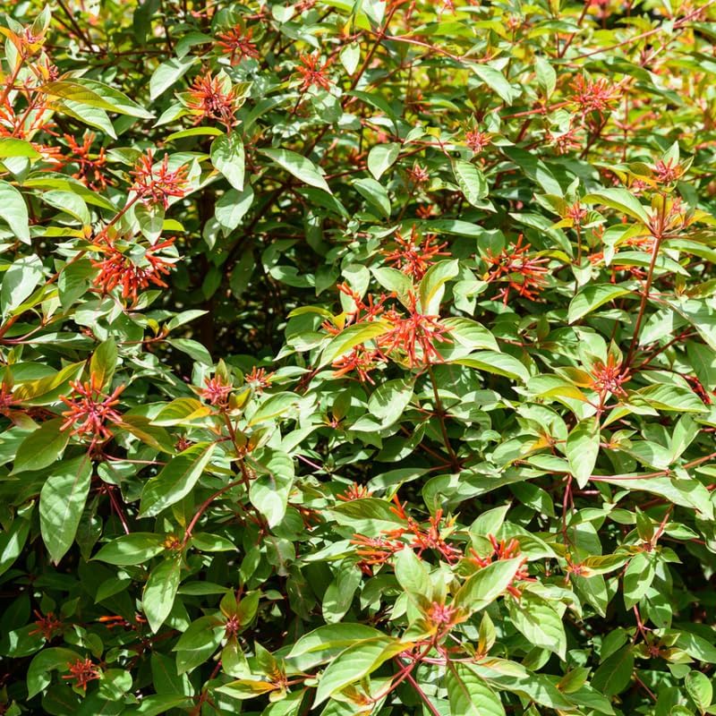 2 Firebush Plant Live - Image 4