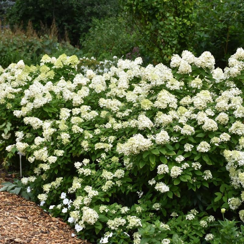 Green Hydrangea Live Plant, Perennial Flowering Bush, 4-7'' Tall, 2.5'' Pot - Image 5