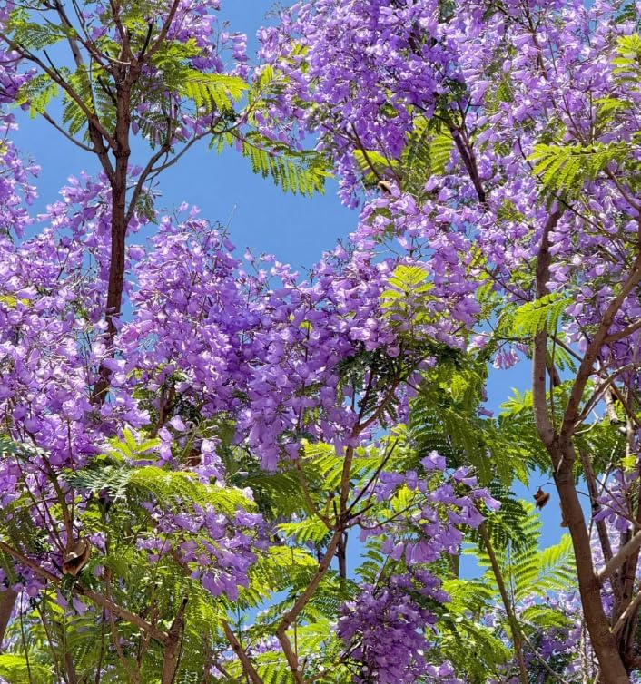 Jacaranda Tree Seeds 100pcs – Stunning Blue Flowering Bonsai, Drought-Tolerant & Easy Growing for Vibrant Gardens - Image 2
