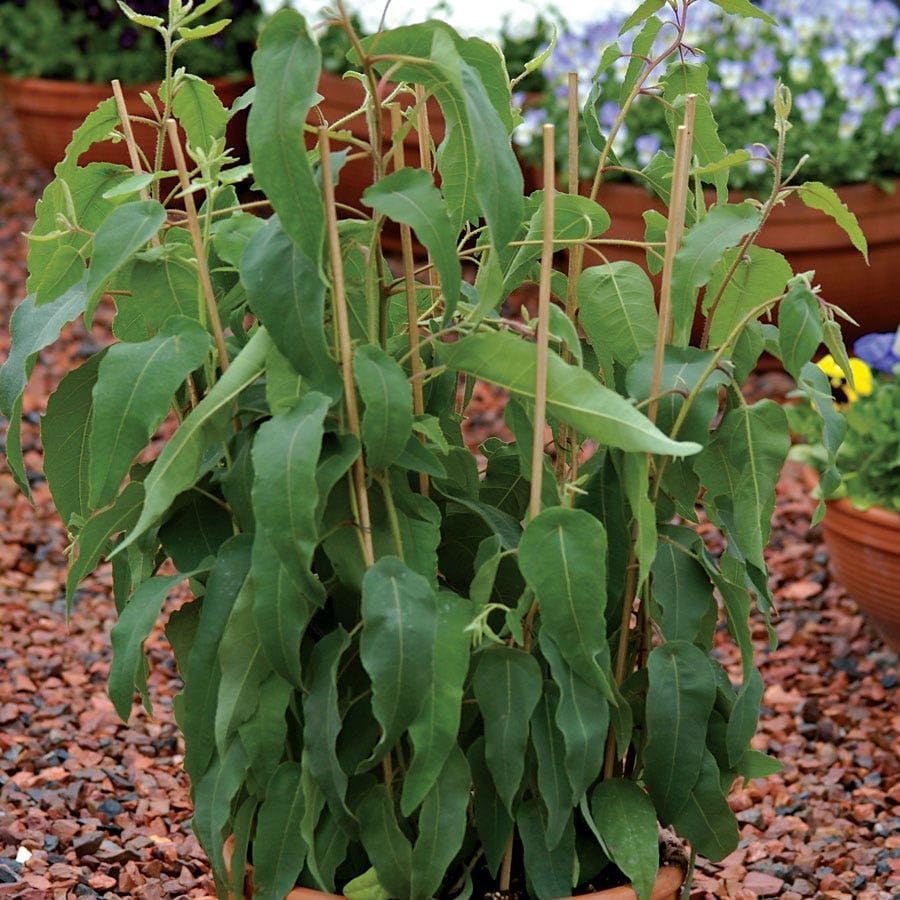 Park Seed Grow Your Own Eucalyptus Seeds Plant, Perfect for Indoor Growing and Spring Garden, Lemon Bush, Pack of 15 - Image 2