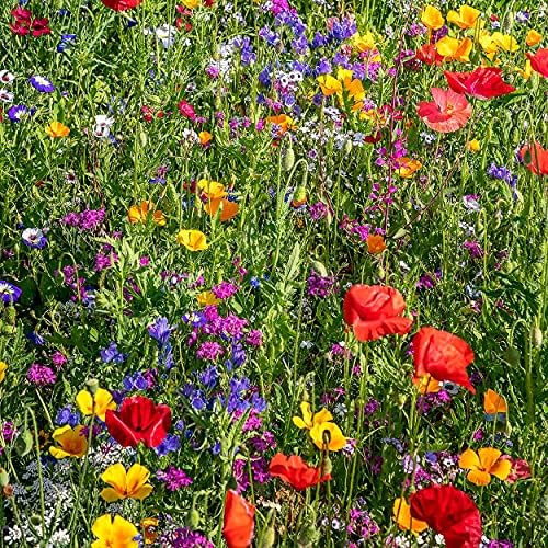 The Old Farmer's Almanac Premium Wildflower Seeds 23 Variety Pollinator Mix - Non-GMO, Open Pollinated - Columbine Cosmos Foxglove Larkspur Poppy Snapdragon Zinnia - Attracts Butterflies Bees Birds - Image 6