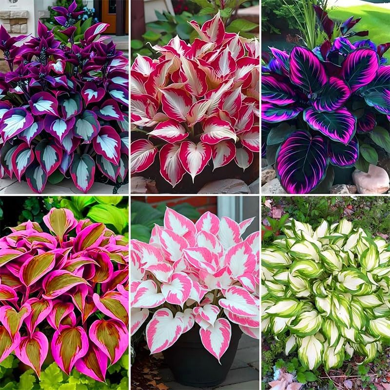 185+ Mix Color Hosta Seeds for Planting - Shade Tolerant Perennials Flowers - Image 3