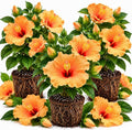 3 Hardy Hibiscus Live Plants, Flowering Shrub, Golden Orange Blooms, 4-7" by Unknown