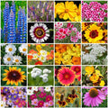 Park Seed Grow Your Own Vibrant Annual and Perennial Wildflower Garden Seeds Mixture, Easy to Grow Varieties for Pollinators and Spring Gardens - Cutting Garden Mix, 1/4 lb by ParkSeed