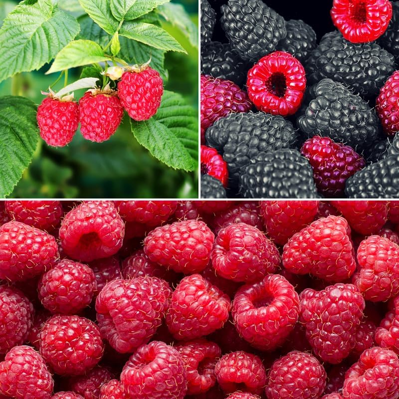 2 Mix Raspberry Live Plants, 5-9 Inch Tall Berry Bushes - Image 3