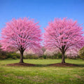 2 Okame Cherry Blossom Tree by GINGERGLOW