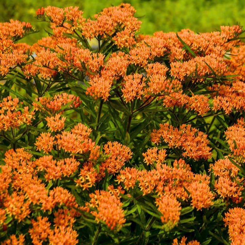 2 Size Orange Milkweed Plugs, 1-3 Inch Tall - Image 5