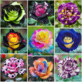 285+ Mix Rose Seeds for Outdoor Planting - Perennial Flower, High Germination Rate, Fragrant Garden Roses, Heirloom Variety by Unknown