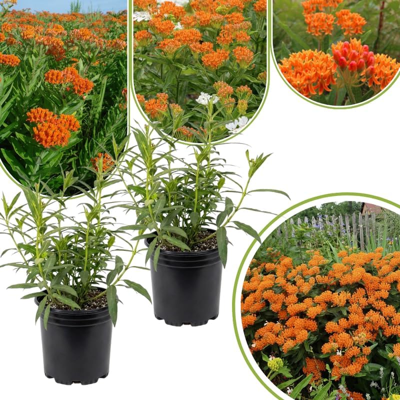 2 Orange Milkweed Live Plants, Asclepias Tuberosa Perennial, 4-8 Inch Tall - Image 6