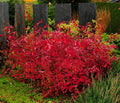 Virginia Sweetspire Shrub - 12-18" Tall Live Plant - Quart Pot by Unknown