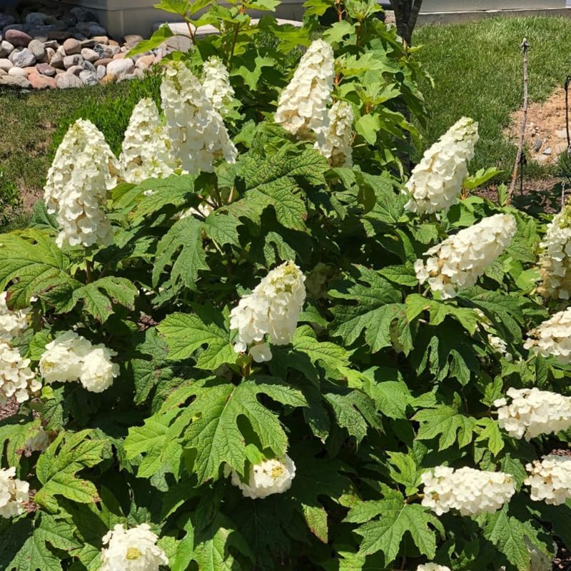 Assorted Blooms Hydrangea Flower Live Plant, Shrub Plant, 5-9 Inch Tall - Image 6