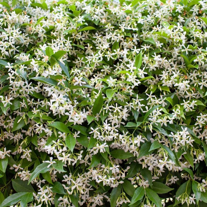 Climbing Star Jasmine Live Plant, 4-7" Tall - Image 5