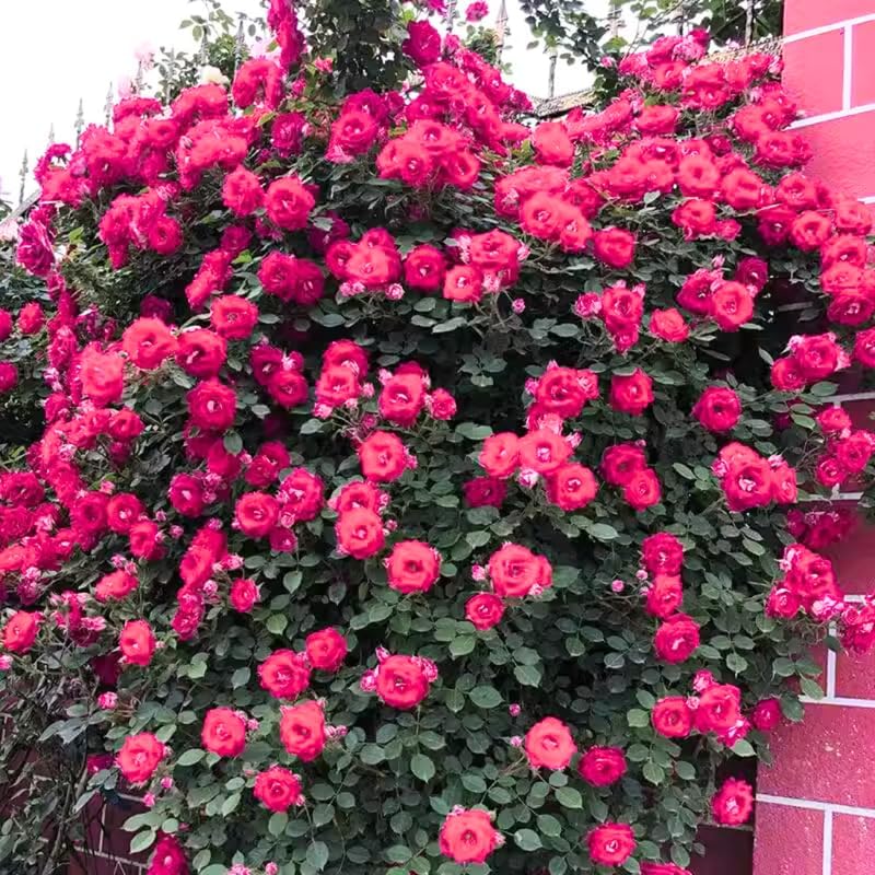 Deep Pink Climbing Roses Live Plants, Fragrant Starter 5-9" Tall by Unknown