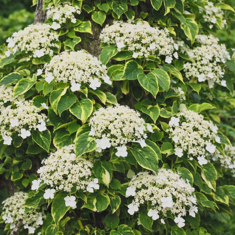 Hydrangea ‘Mirranda’ Live Variegated Climbing Vine – Rare Self-Clinging Hydrangea – Large White Lacecap Flowers – Hardy Shade Vine – 4” Pot by Japanese+Maples+and+Evergreens