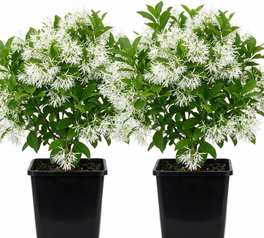 2 American Fringe Tree Live Plants, White Fringe Flower Bush, Snow Flower, Sweetheart Tree, 8-16 Inches Tall, Quart Pot by Unknown