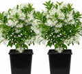 2 American Fringe Tree Live Plants, White Fringe Flower Bush, Snow Flower, Sweetheart Tree, 8-16 Inches Tall, Quart Pot by Unknown