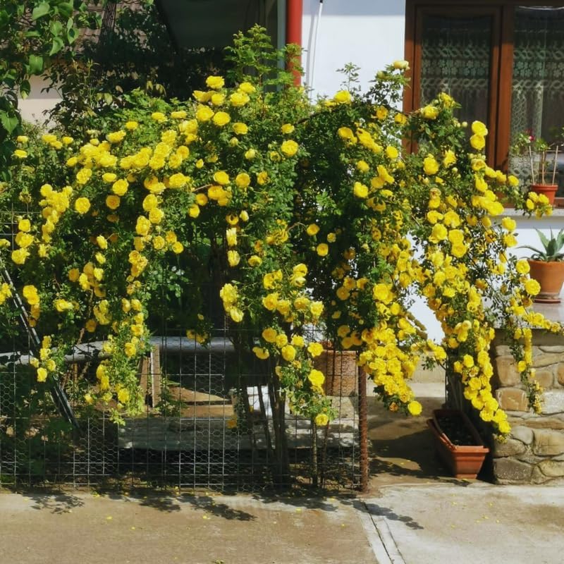 Yellow Climbing Roses Live Plant, Rose Bush Plant, 5-7 Inch Tall - Image 6