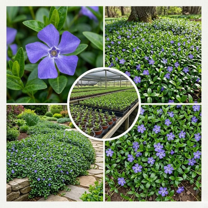 Set 12 Vinca Periwinkle Live Vines, Hardy Perennial Flower Plant - Image 5