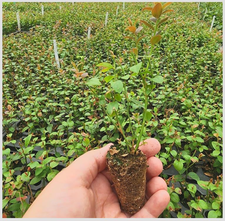 Vaccinium corymbosum ‘Chandler’ Highbush Blueberry Live Plants – Edible Fruit Bearing Berry Bush – Container Grown Nursery Plant - Image 3