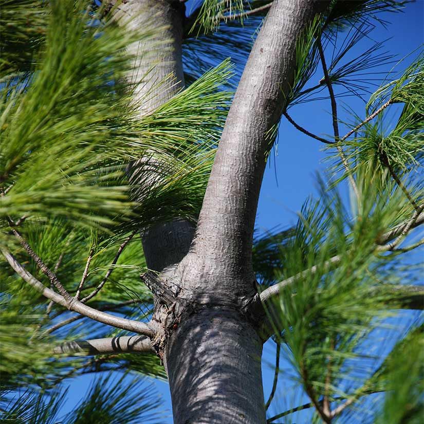 White Pine Live Tree Seedlings Plug | 6"-12" | Arbor Day Foundation - (Due to Agricultural Laws, Unavailable to AZ, CA, ID, ME, MT, OR or UT) (10-Pack) - Image 5