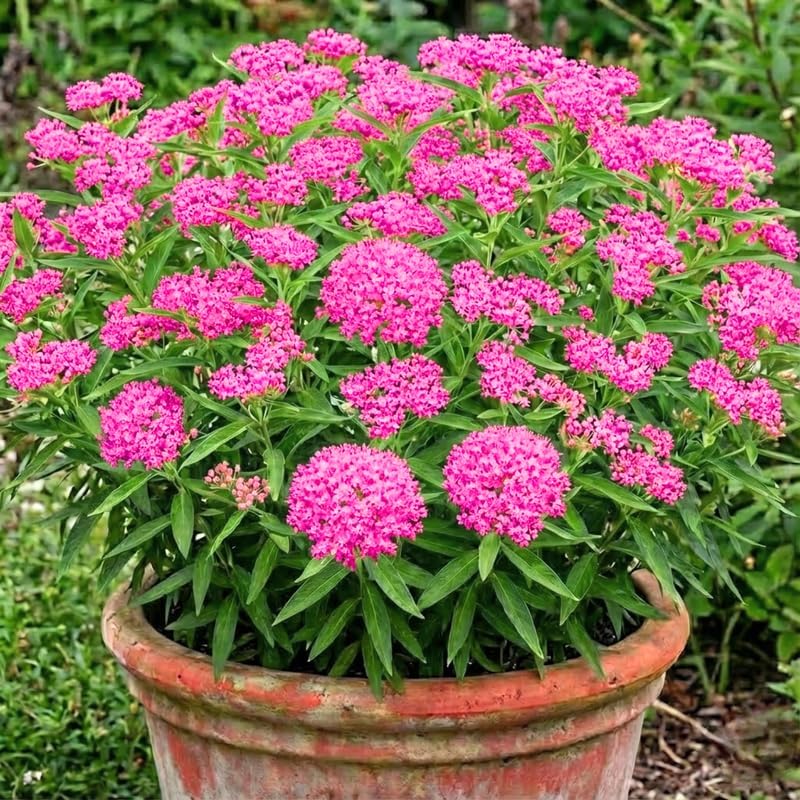 2 Pink Lemonade Blueberry Plants Live, Berry Tree Seedling, 5-7 Inch Tall by Unknown