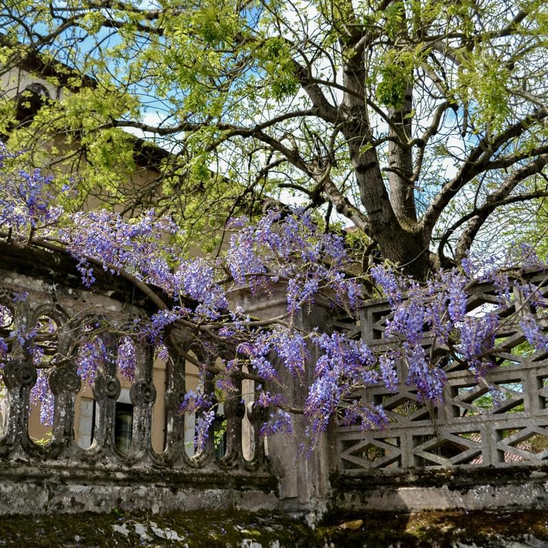 Purple Wisteria Tree Live Plant, 6-12" Tall Wisteria Live Plant, Hardy Perennials, Fast Growing Flowering Vine for Garden and Trellises - Image 7