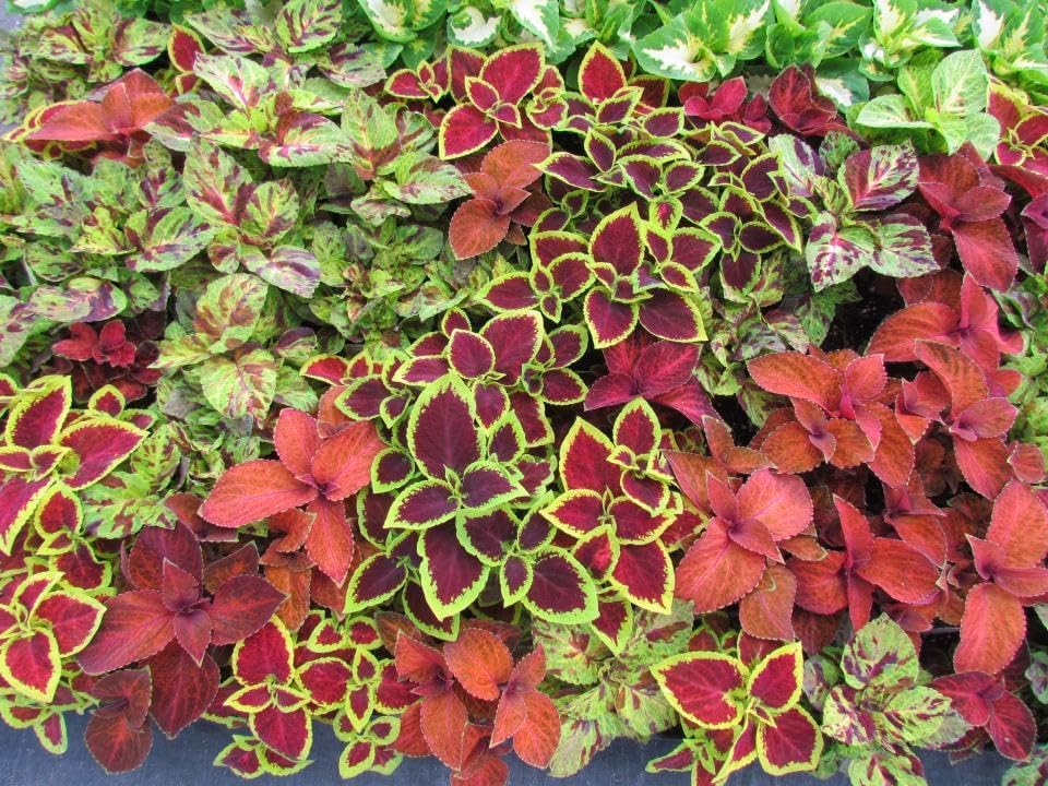Park Seed Wizard Select Mix Improved Coleus Seeds, Vibrant Red and Green Foliage Blend for Bedding, Borders, and Containers, Naturally Bushy Habit, Pack of 40 - Image 2