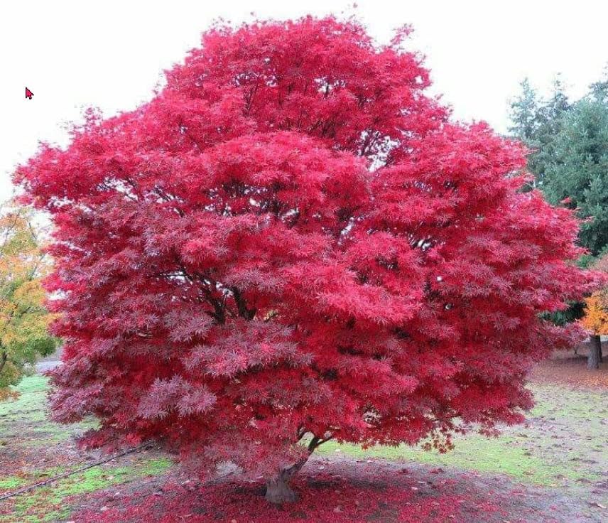 Japanese Red Maple Live Plant – 1-2 Ft Tall Tree in 3 Inch Pot – Outdoor Ornamental Dwarf Red Maple for Landscaping, Patio, Garden or Bonsai Starter – Hardy Deciduous Shade Tree - Image 2