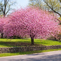 Kwanzan Cherry Tree Live Plant, 6-12 Inch Tall Starter Plant, Japanese Cherry Blossom Tree, Easy Care Flowering Tree for Planting Outdoors by GINGERGLOW