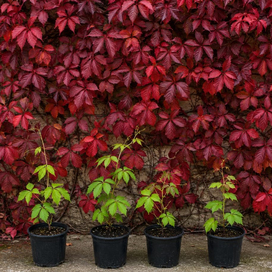 Pack of 4 Virginia Creeper Vine Plants, Vibrant Red in Fall, Climbing Ivy Plants Live Perennial Vines 5-7 Inc Tall, No Pot by Unknown