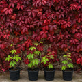 Pack of 4 Virginia Creeper Vine Plants, Vibrant Red in Fall, Climbing Ivy Plants Live Perennial Vines 5-7 Inc Tall, No Pot by Unknown
