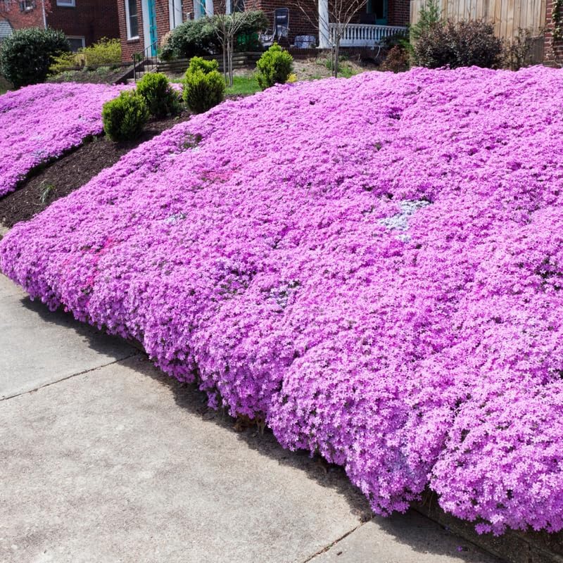 2 Pink Creeping Phlox Live Plants, Perennial Flowers, 4" Pot - Image 2