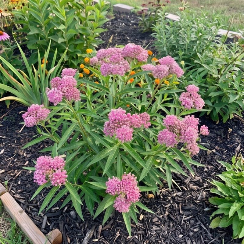 2 Pink Milkweed Live Plants, 3-6 Inch Tall - Image 5